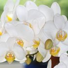 Phalaenopsis