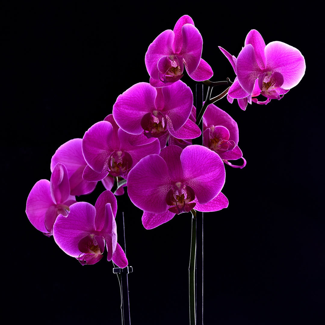 Phalaenopsis