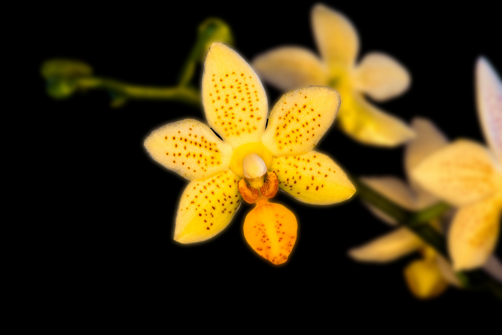 Phalaenopsis