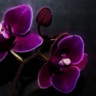 Phalaenopsis