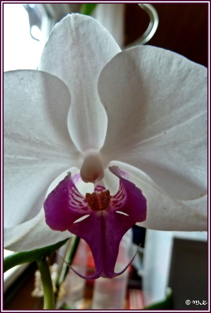 Phalaenopsis