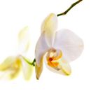 Phalaenopsis