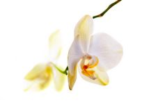 Phalaenopsis