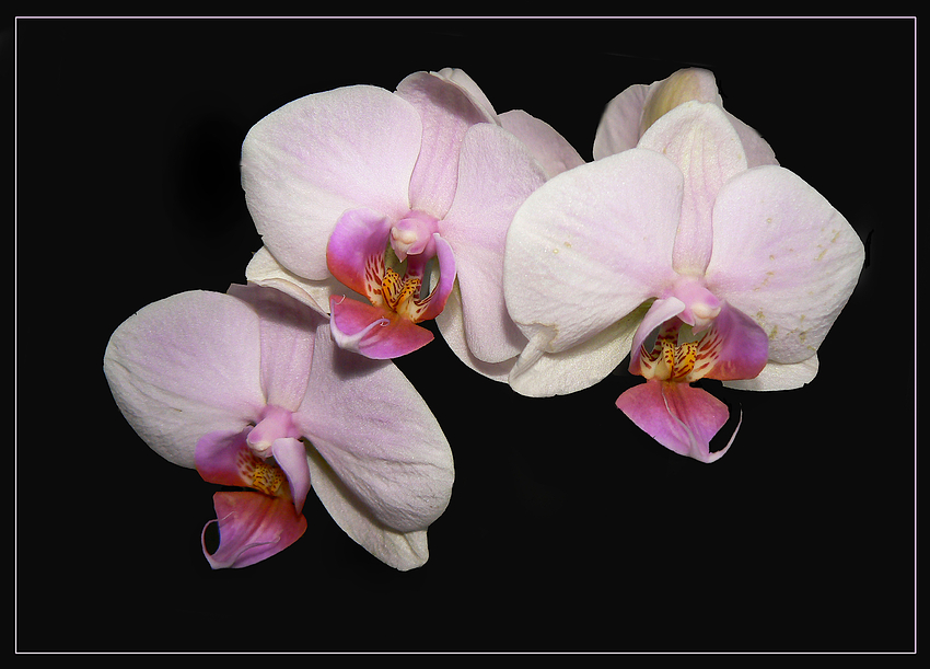 Phalaenopsis