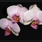 Phalaenopsis