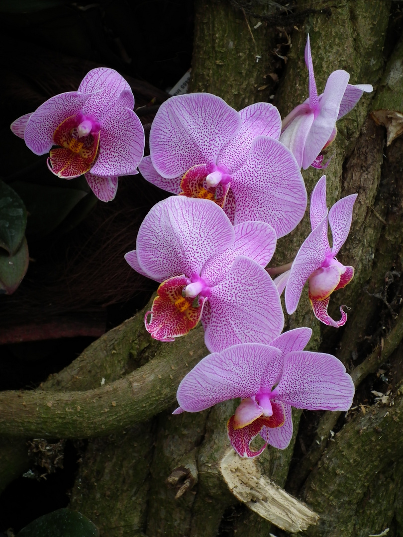 Phalaenopsis