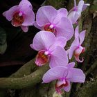 Phalaenopsis