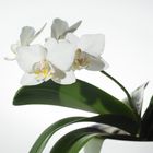 Phalaenopsis