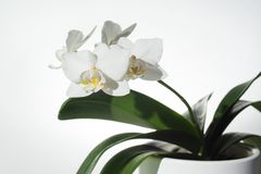 Phalaenopsis