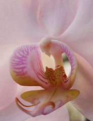 Phalaenopsis