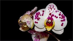 ~ Phalaenopsis ~