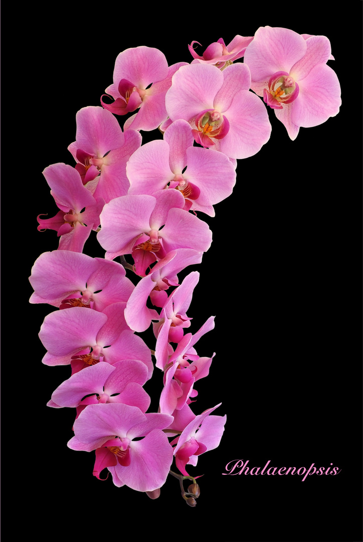 Phalaenopsis