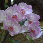 Phalaenopsis