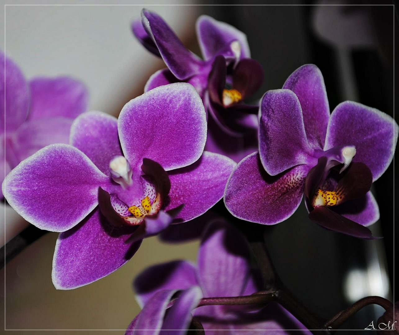 --Phalaenopsis---