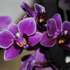 --Phalaenopsis---