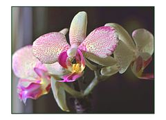 Phalaenopsis