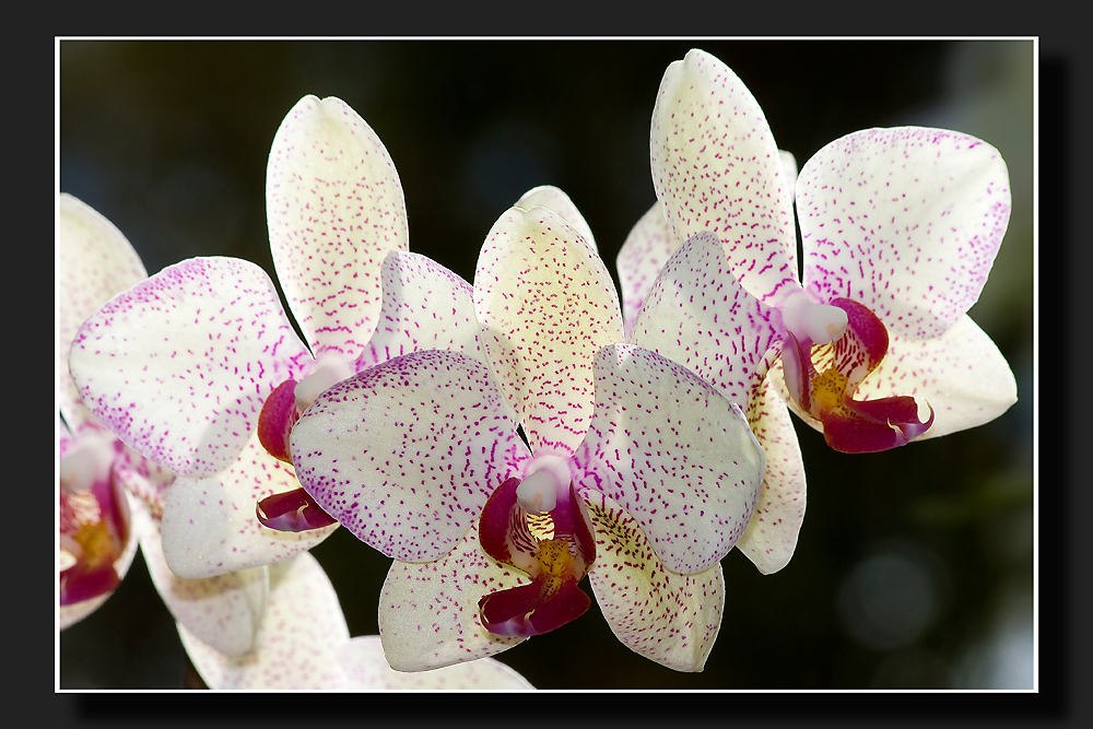 Phalaenopsis