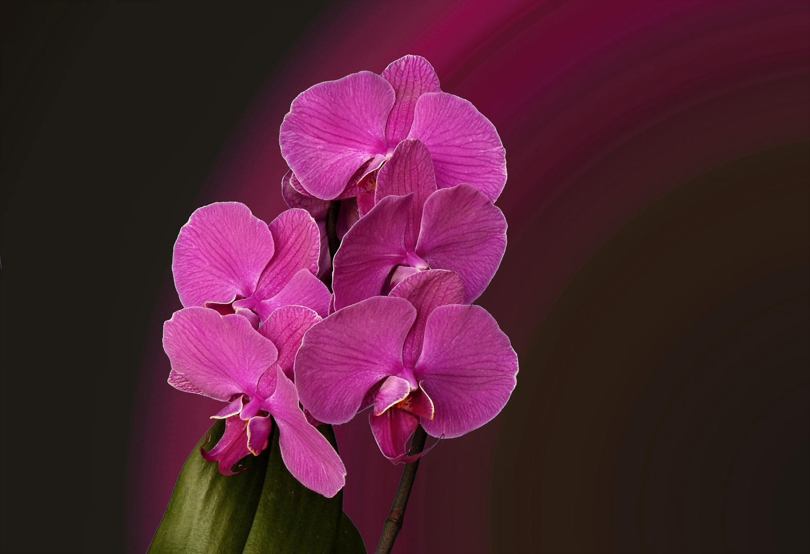 Phalaenopsis