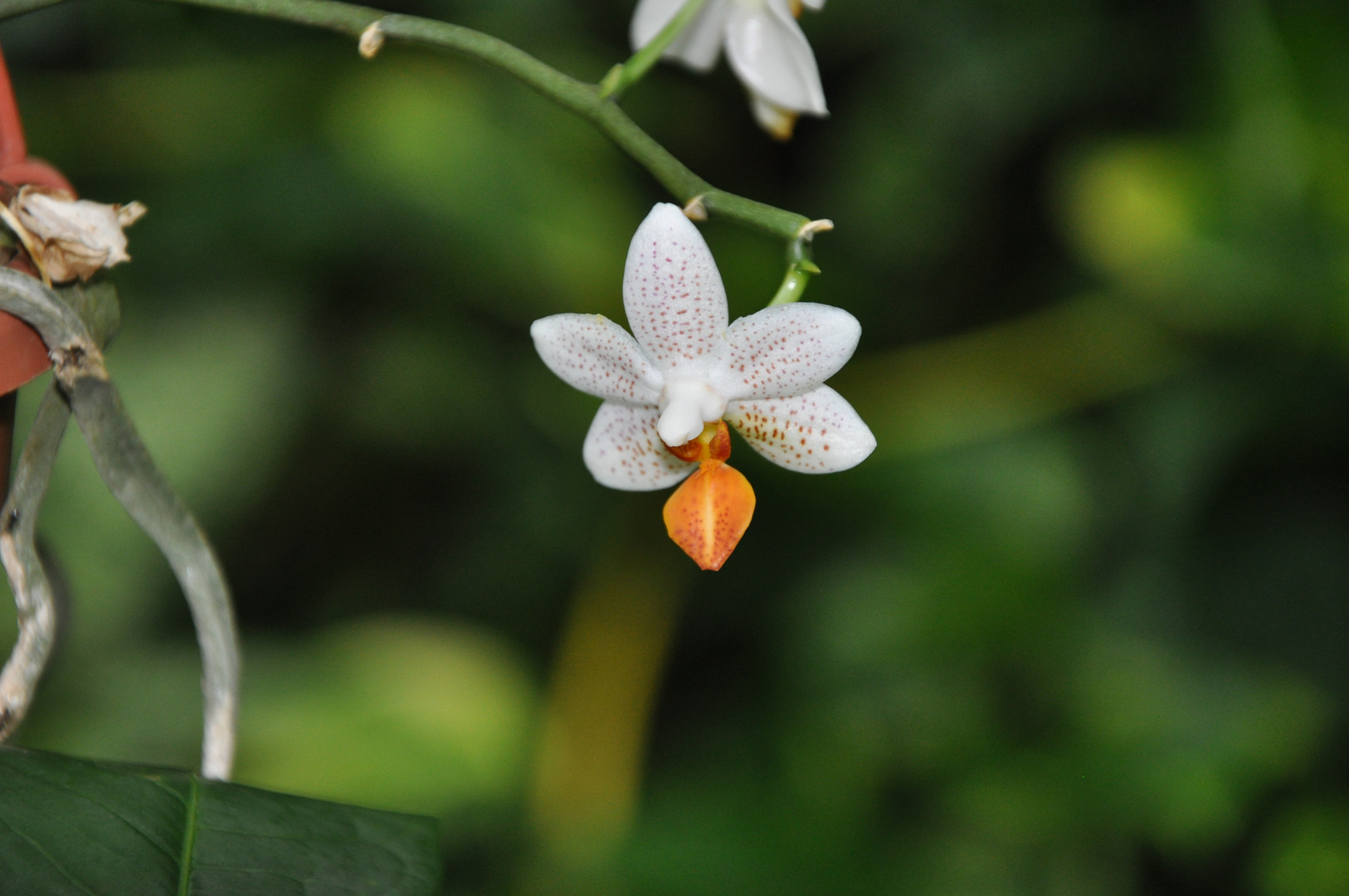 Phalaenopsis