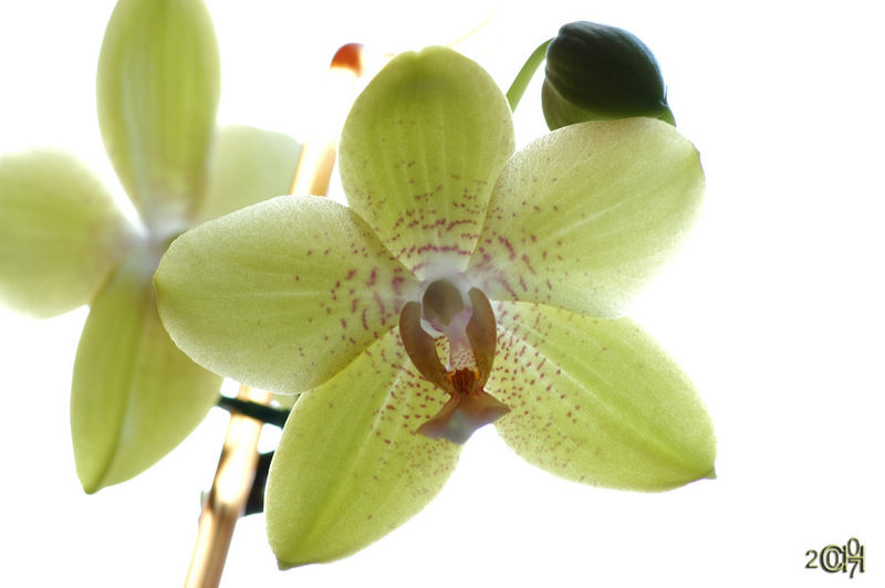 Phalaenopsis