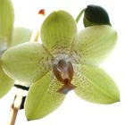 Phalaenopsis