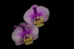 Phalaenopsis