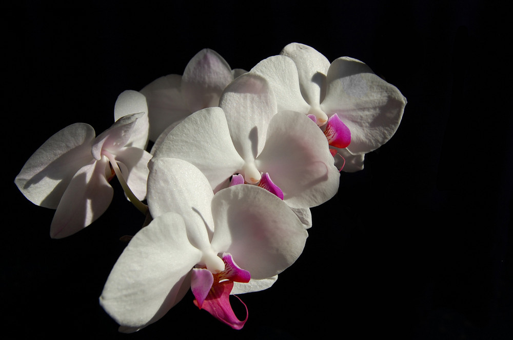 Phalaenopsis