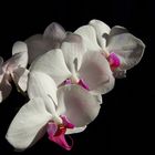 Phalaenopsis