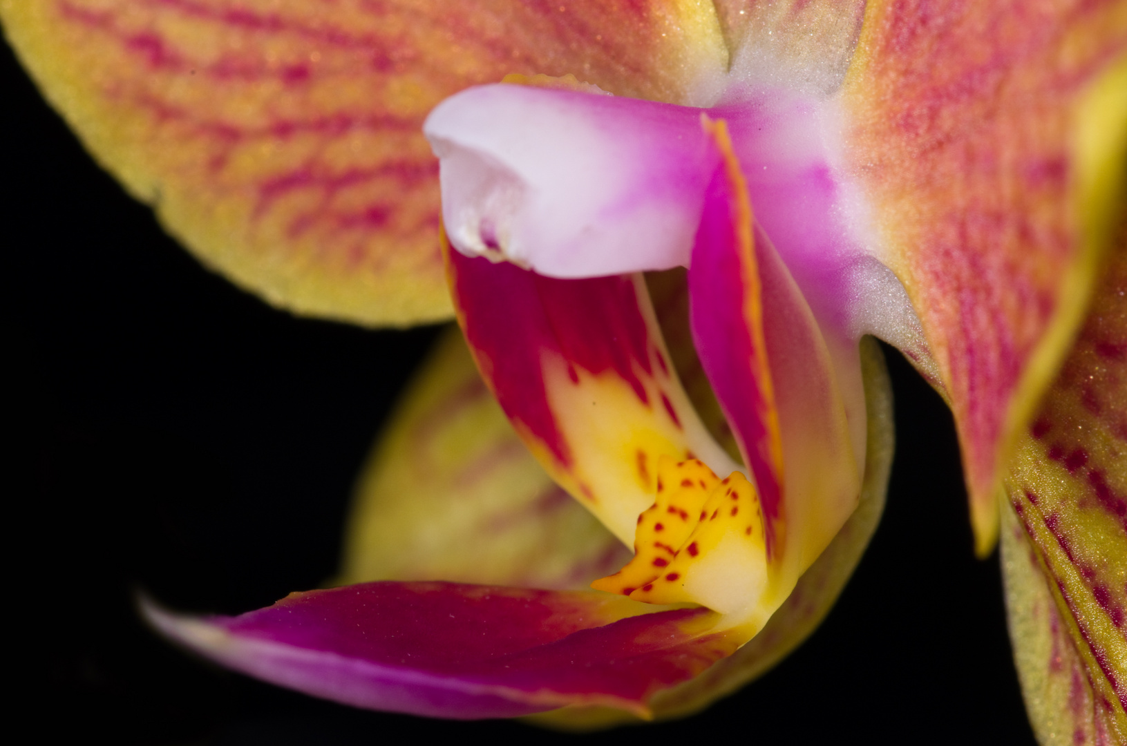 Phalaenopsis