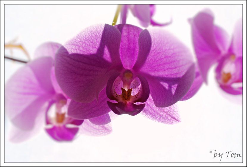 Phalaenopsis