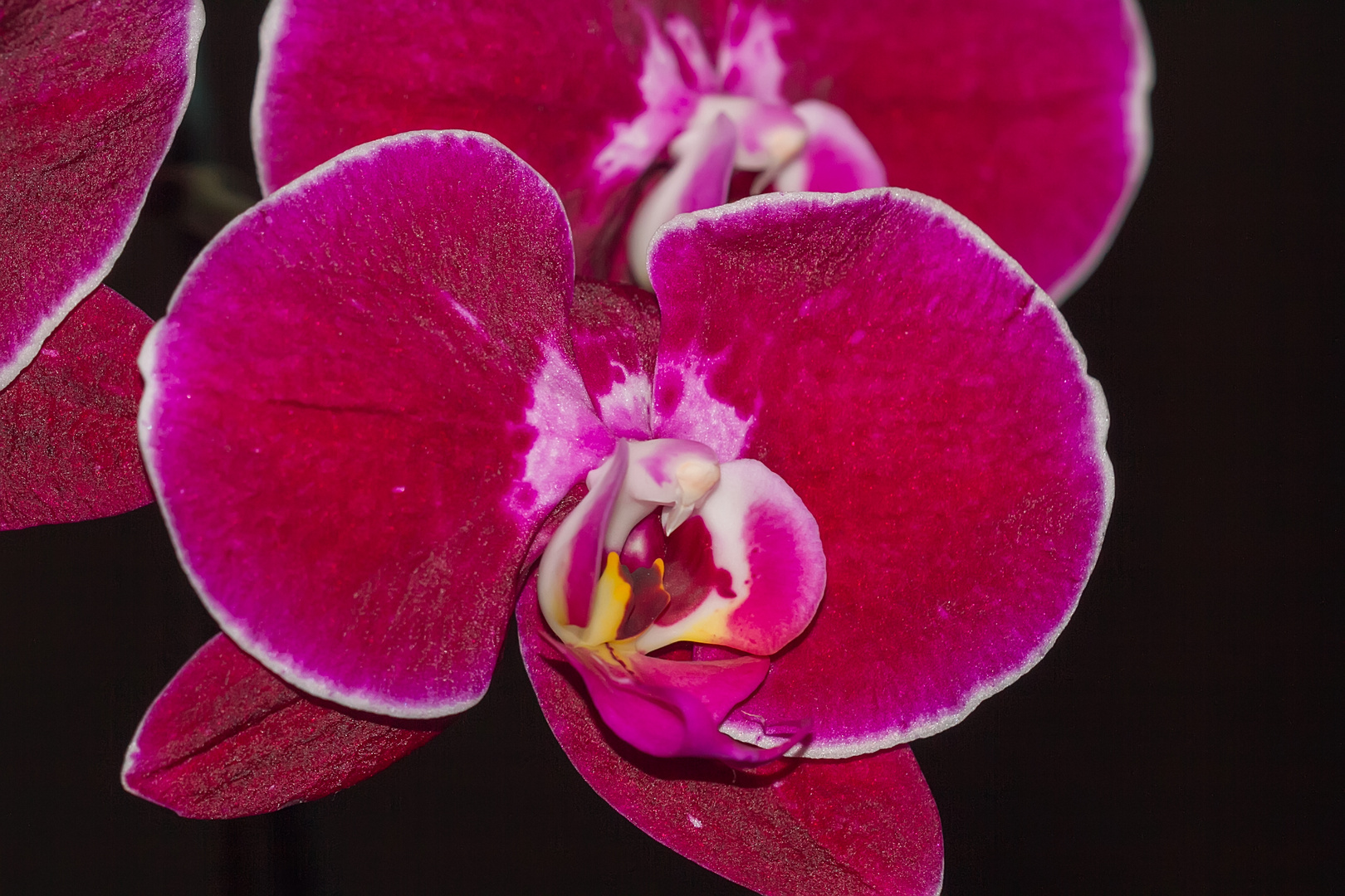 Phalaenopsis