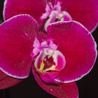 Phalaenopsis