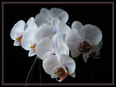 Phalaenopsis