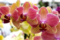 Phalaenopsis