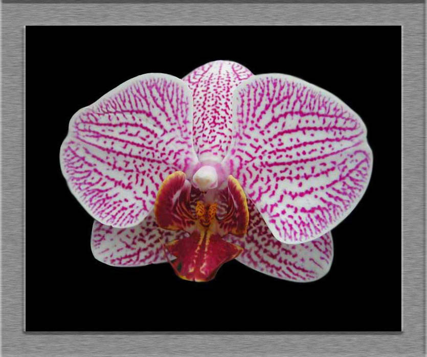 Phalaenopsis