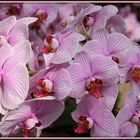 Phalaenopsis