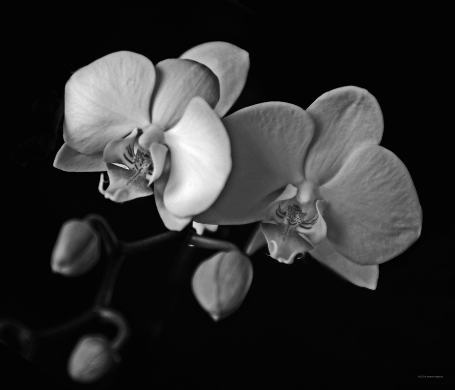 phalaenopsis