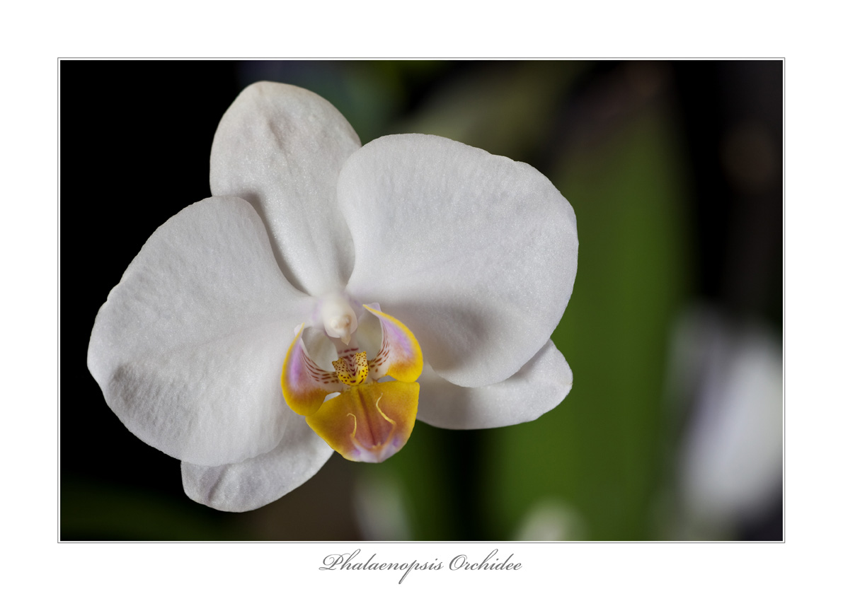 Phalaenopsis