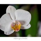 Phalaenopsis