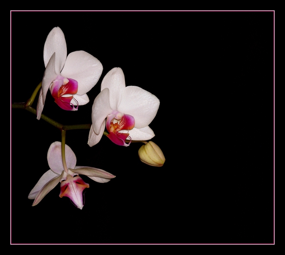 Phalaenopsis