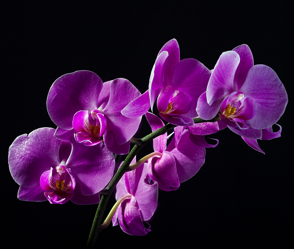 Phalaenopsis