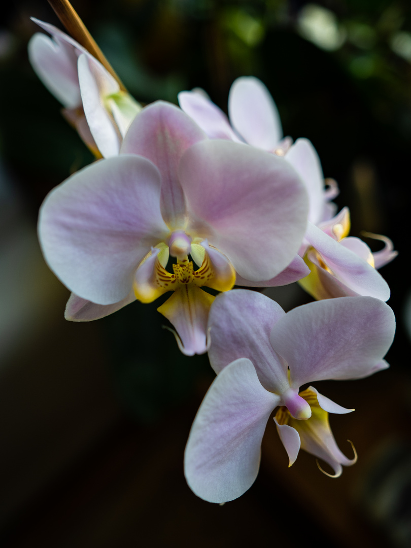 Phalaenopsis