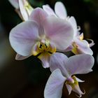 Phalaenopsis