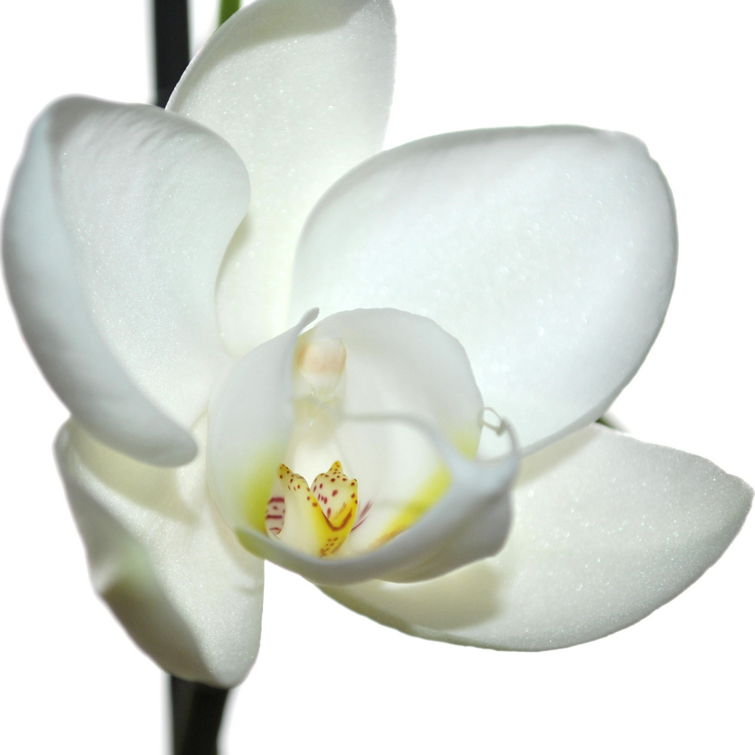 Phalaenopsis