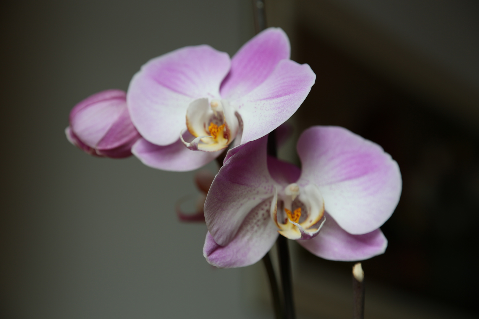 Phalaenopsis