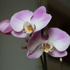 Phalaenopsis