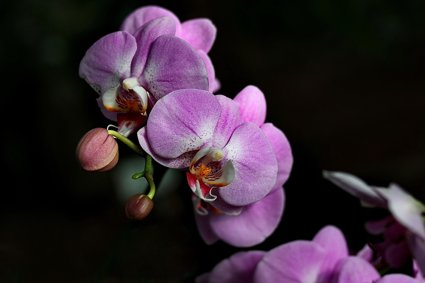 Phalaenopsis