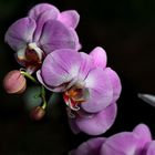 Phalaenopsis