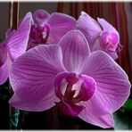 Phalaenopsis