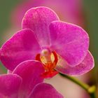 Phalaenopsis